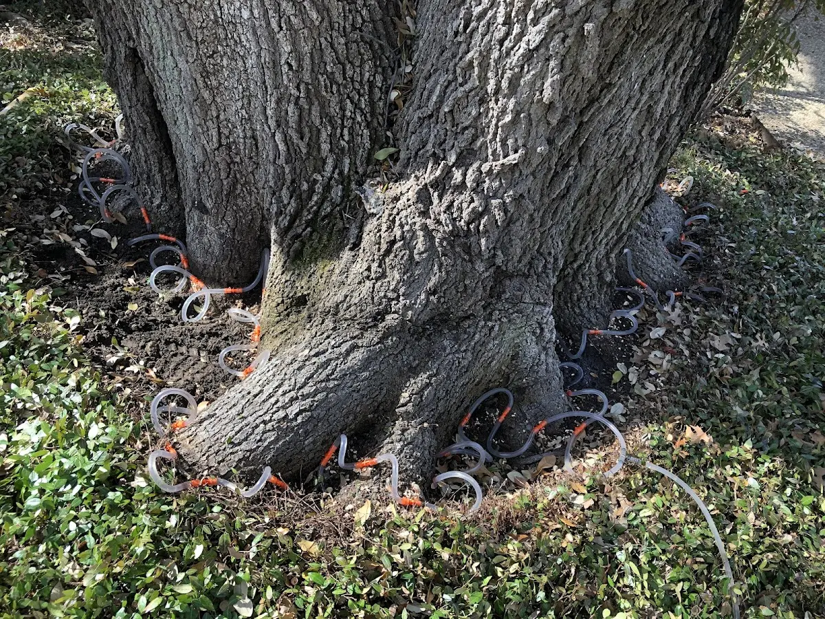 Detailed Tree Cabling and Bracing job site in Tracy