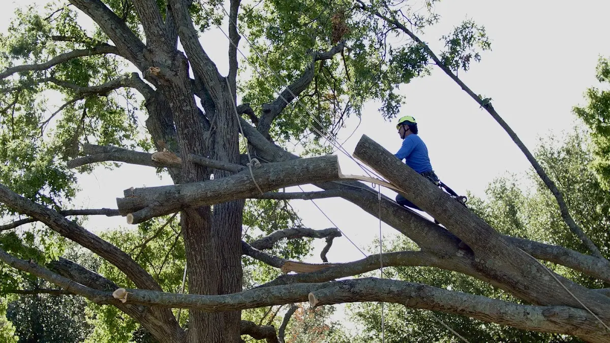 Professional Crown Thinning performed by certified arborists in Tracy