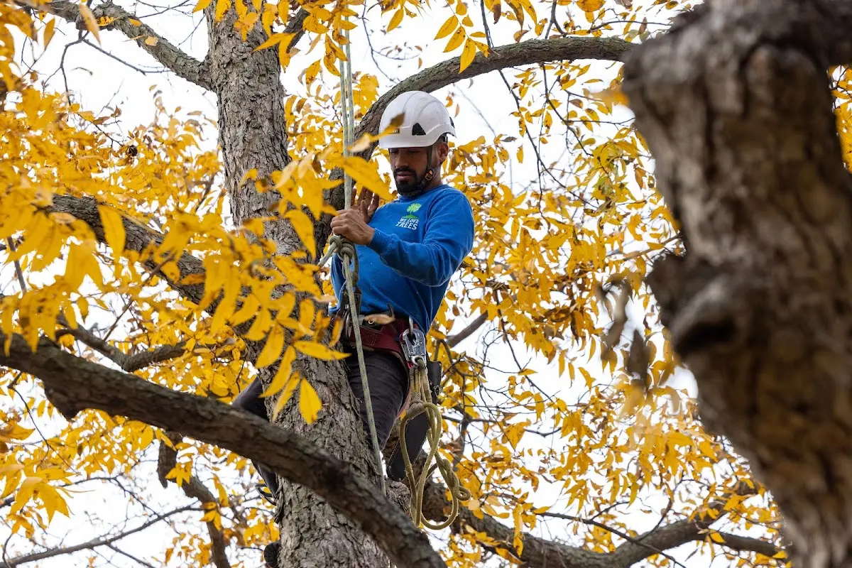Skilled Tree Planing crew working in Tracy